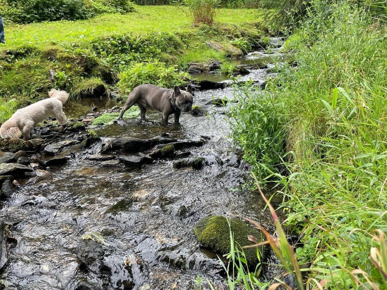Ferienwohnungen Boernert Am "Klingerbach" Tellerhäuser Exterior foto